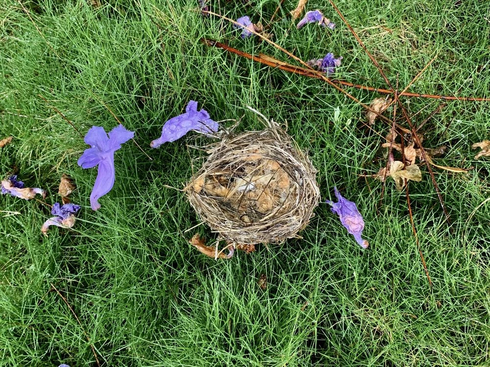 What to Do If a Bird Nest Fell Out of a Tree