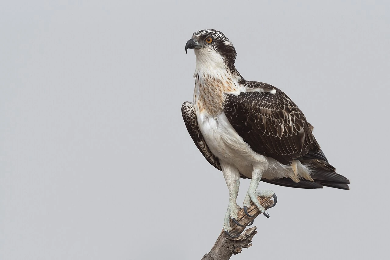 What Bird Builds a Nest With Sticks? How to Identify It